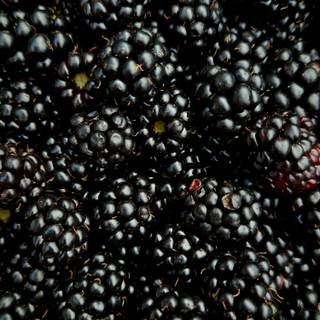 Blackberries wallpaper