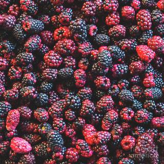 Blackberries wallpaper