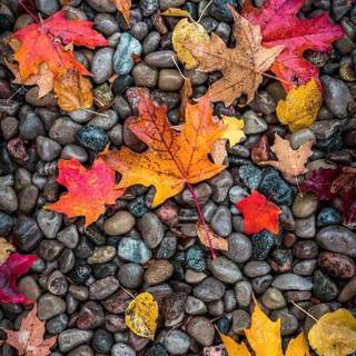 Autumn iPhone wallpaper