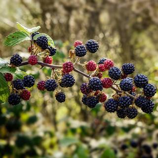 Blackberries wallpaper
