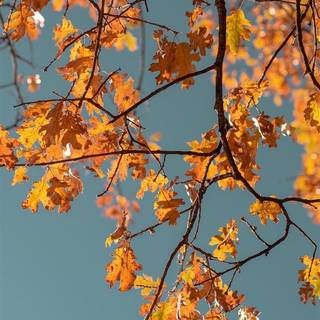 Autumn iPhone wallpaper