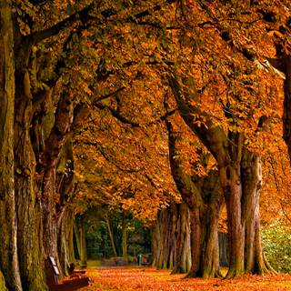 Autumn iPhone wallpaper