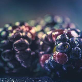 Blackberries wallpaper