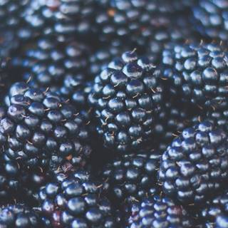 Blackberries wallpaper