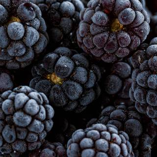 Blackberries wallpaper