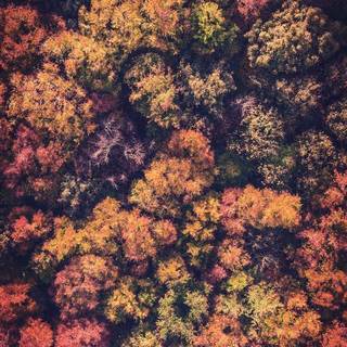 Autumn iPhone wallpaper