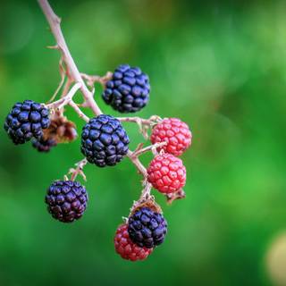 Blackberries wallpaper