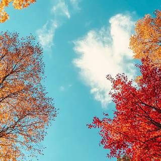Autumn iPhone wallpaper
