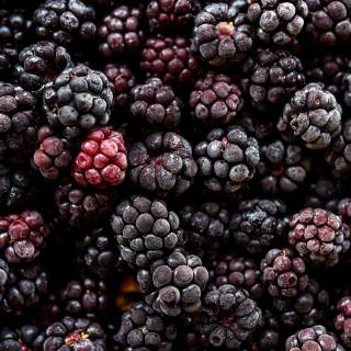 Blackberries wallpaper
