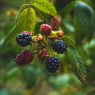 Blackberries wallpaper