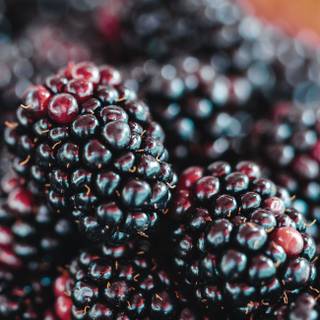 Blackberries wallpaper