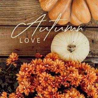 Autumn flowers pumpkins iPhone wallpaper