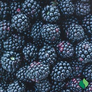 Blackberries wallpaper
