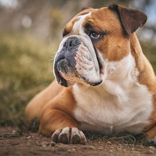 British Bulldog wallpaper