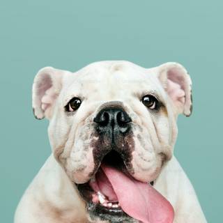 British Bulldog wallpaper