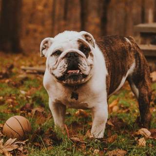 British Bulldog wallpaper