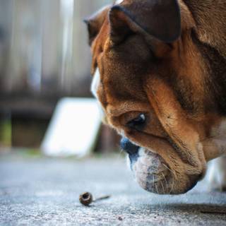 British Bulldog wallpaper