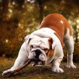 British Bulldog wallpaper