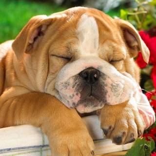 British Bulldog wallpaper