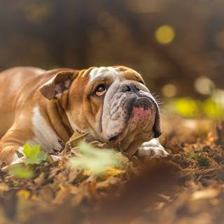 British Bulldog wallpaper