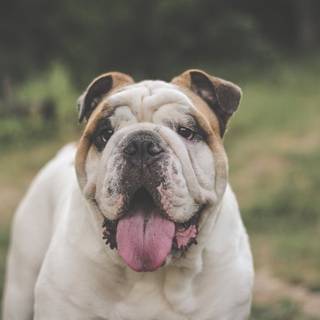 British Bulldog wallpaper