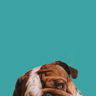 British Bulldog wallpaper