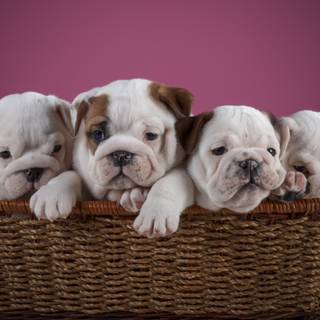 British Bulldog wallpaper