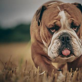 British Bulldog wallpaper