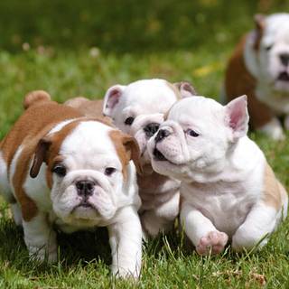 British Bulldog wallpaper