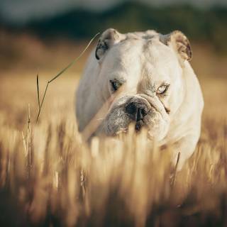 British Bulldog wallpaper
