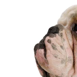 British Bulldog wallpaper