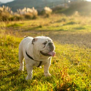 British Bulldog wallpaper