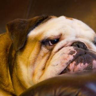 British Bulldog wallpaper