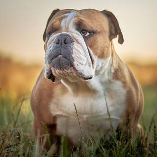 British Bulldog wallpaper