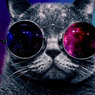 Cosmic cat wallpaper