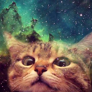 Cosmic cat wallpaper