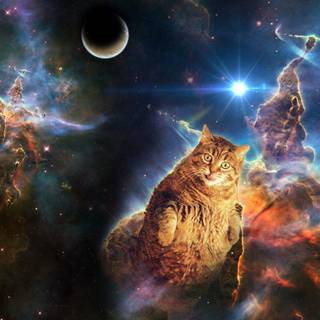 Cosmic cat wallpaper