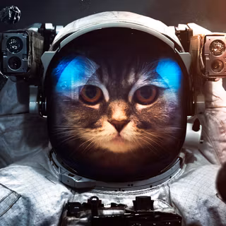 Cosmic cat wallpaper