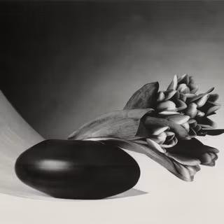 Robert Mapplethorpe wallpaper