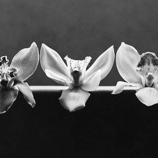 Robert Mapplethorpe wallpaper