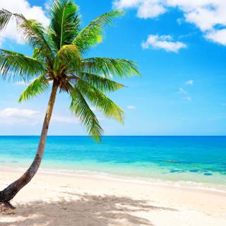 Summer beach palm tree wallpaper