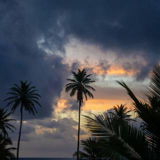 Summer beach palm tree wallpaper