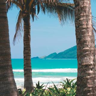 Summer beach palm tree wallpaper