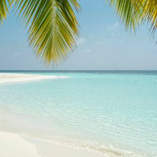 Summer beach palm tree wallpaper