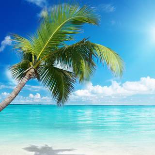 Summer beach palm tree wallpaper