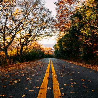 Autumn season road wallpaper