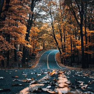 Autumn season road wallpaper