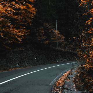 Autumn season road wallpaper