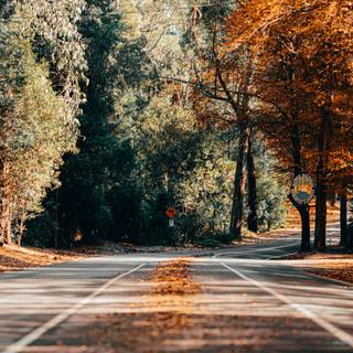 Autumn season road wallpaper