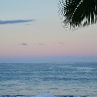 Summer beach palm tree wallpaper